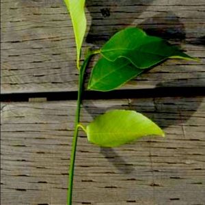 3 Lime Tree Cuttings Lime Plant Cuttings